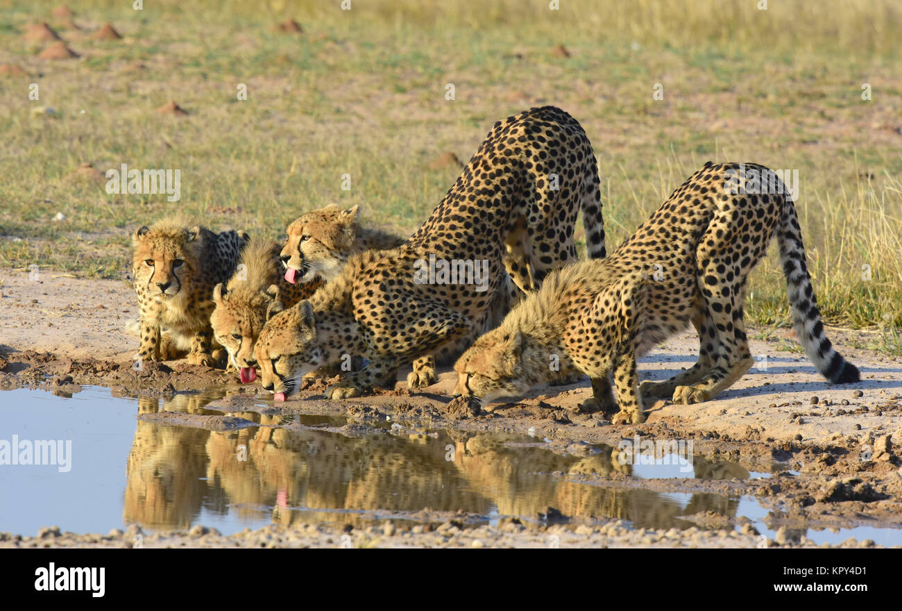 The Kgalagadi Transfrontier park between South Africa and Botswana is prime  desert land for viewing wildlife in the open. Cheetah family at waterhole  Stock Photo - Alamy