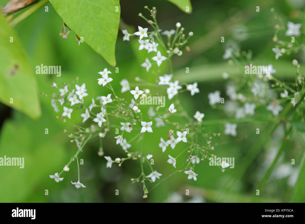tiny flowers of white bedstraw Stock Photo