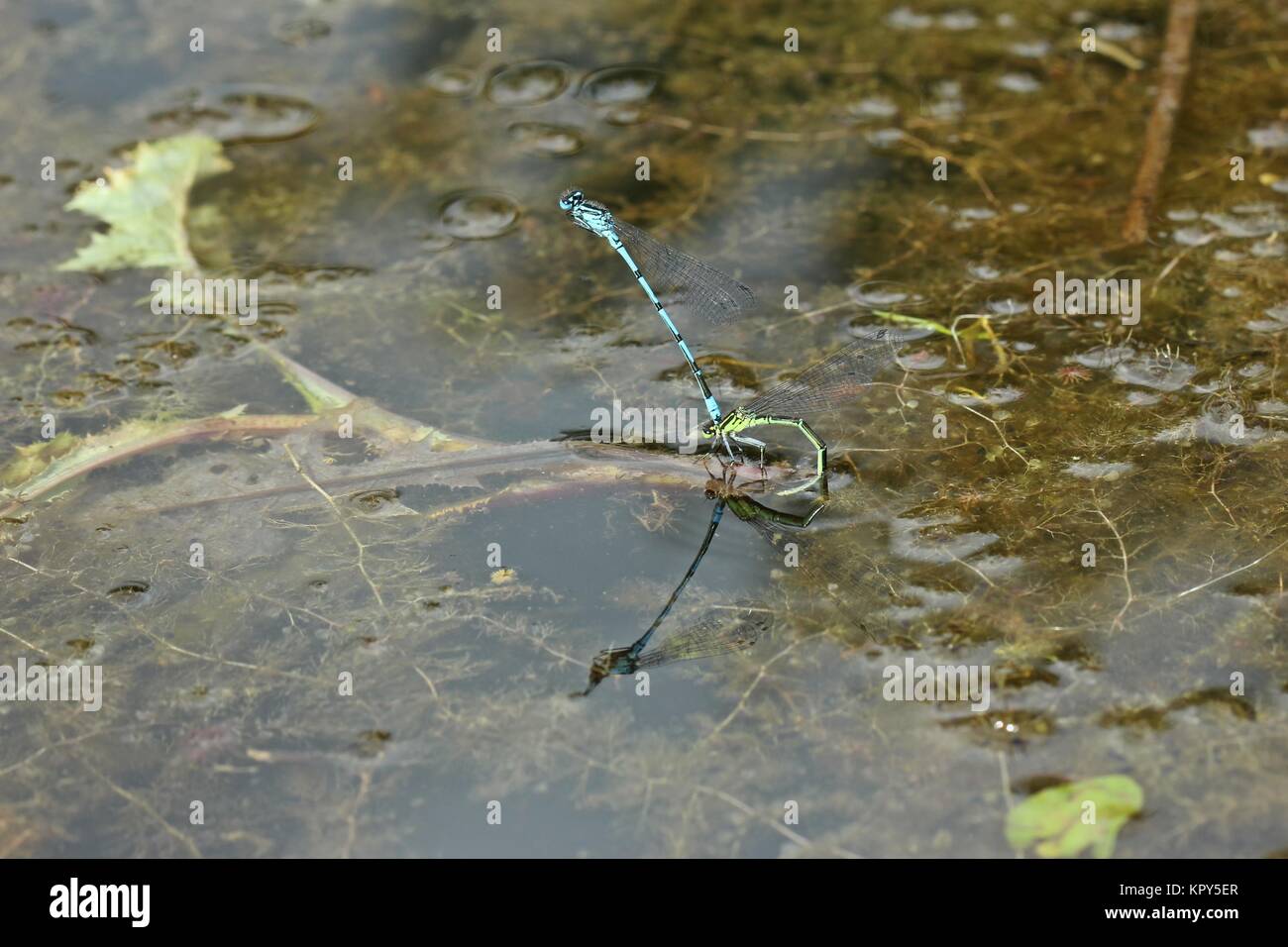 pair of horseshoe azurjungfer (coenagrion puella) at egg laying Stock Photo