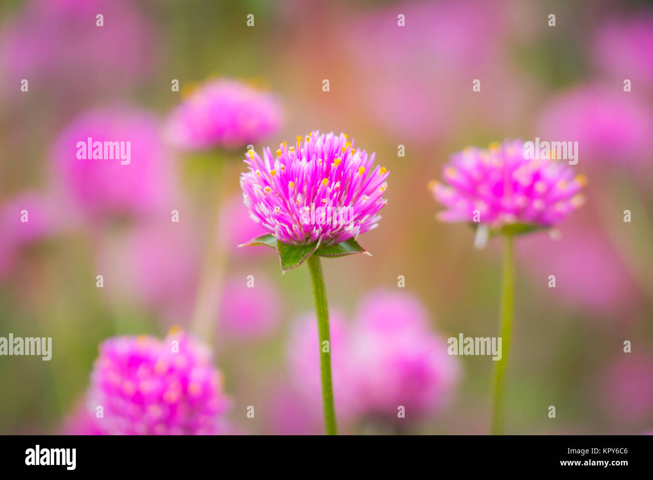 The background image of the colorful flowers Stock Photo - Alamy