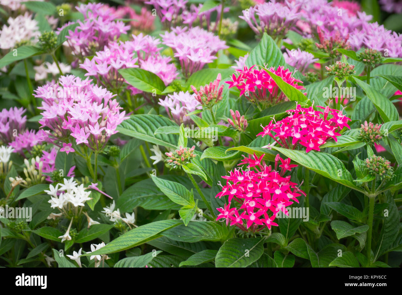 The background image of the colorful flowers Stock Photo - Alamy