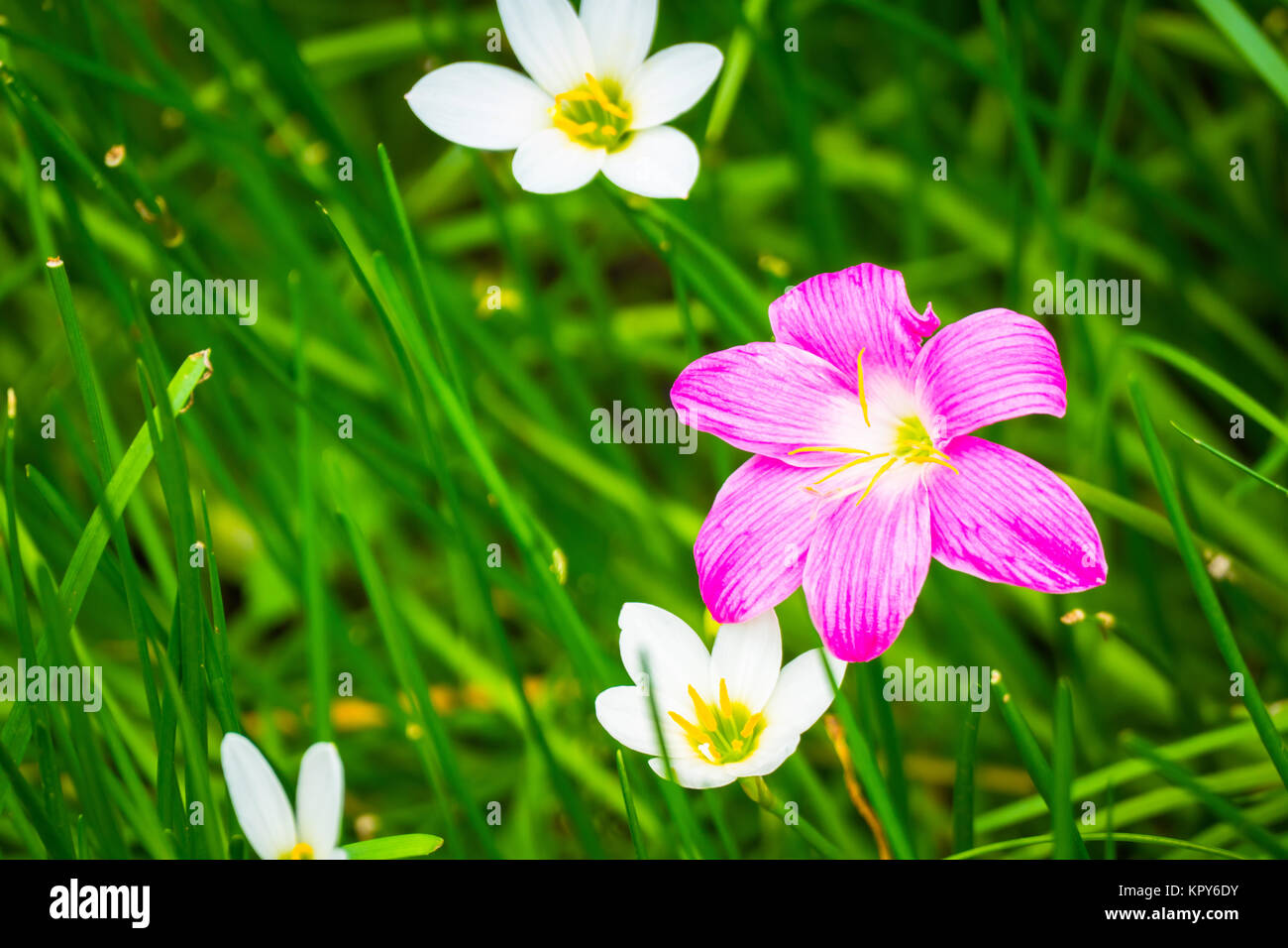 The background image of the colorful flowers Stock Photo - Alamy