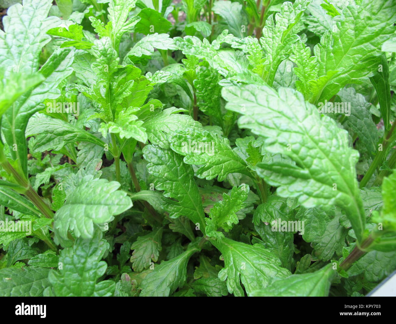 true verbena,verbena officinalis Stock Photo Alamy