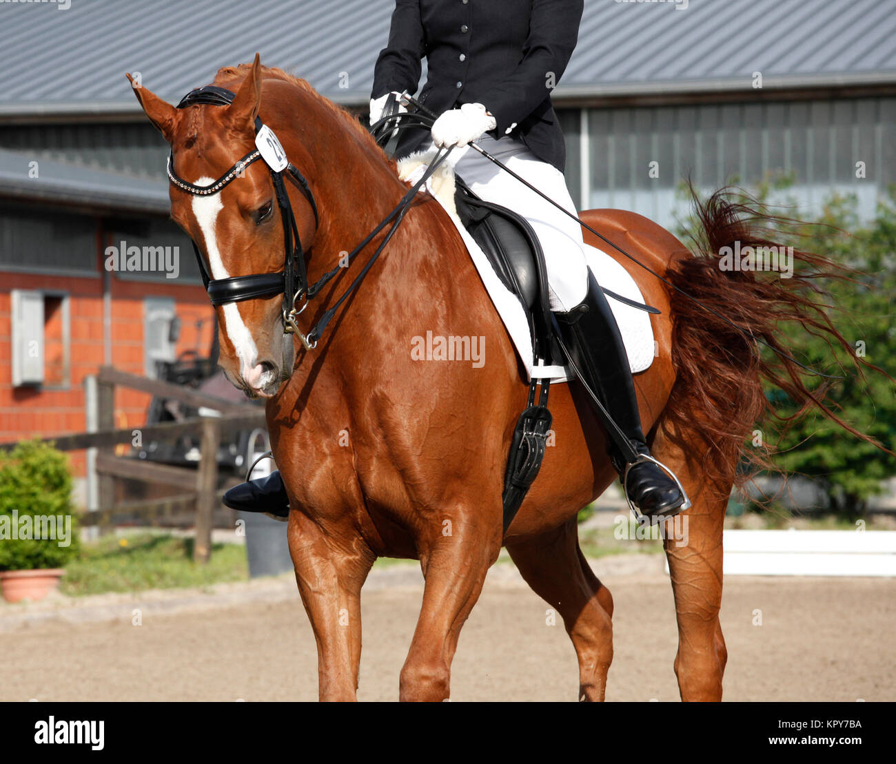 horse tournament Stock Photo