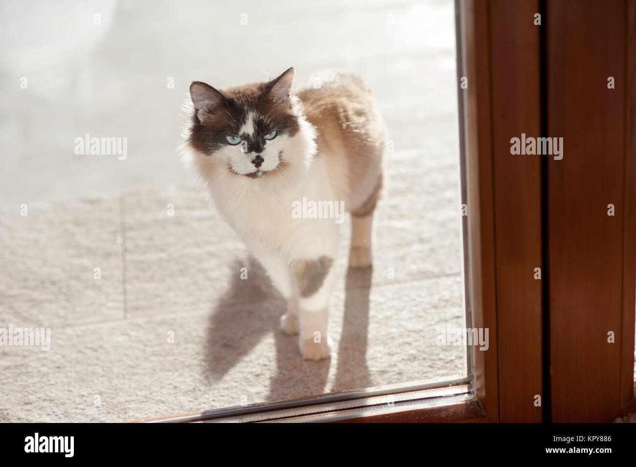 Cat on the windowsill Stock Photo Alamy