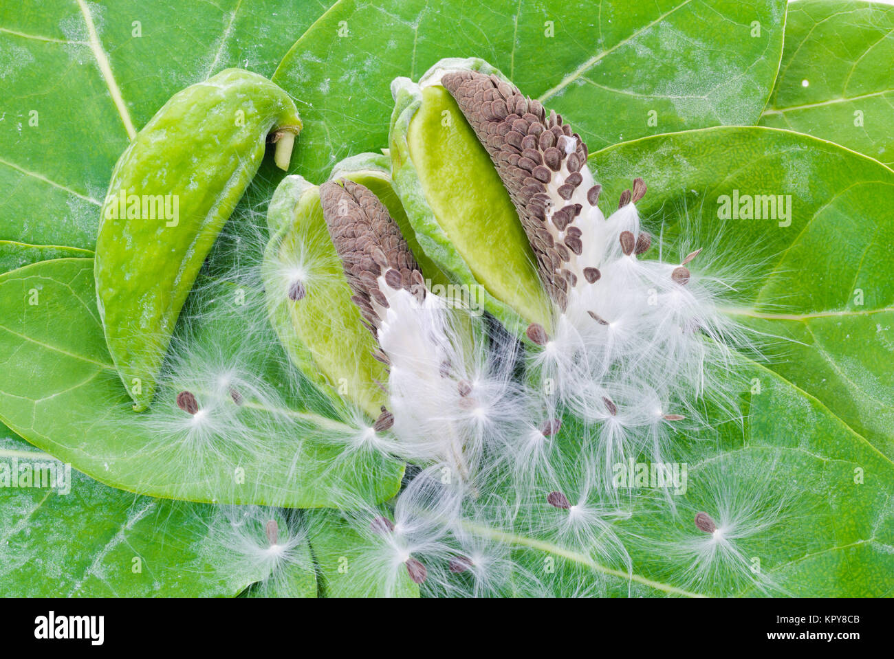 Seeds and Flowers Stock Photo Alamy