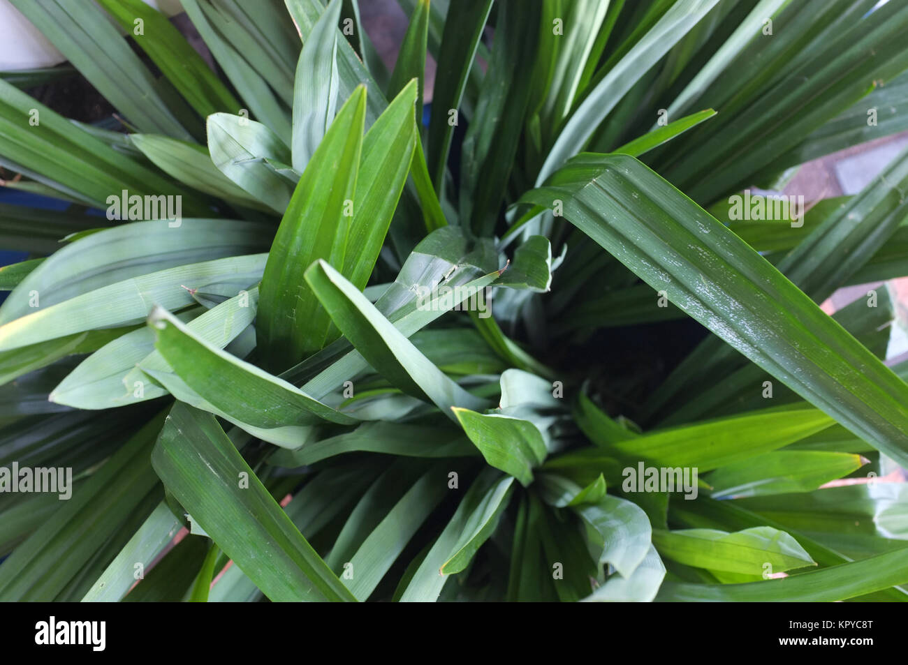 Green fresh pandan leaves Stock Photo Alamy
