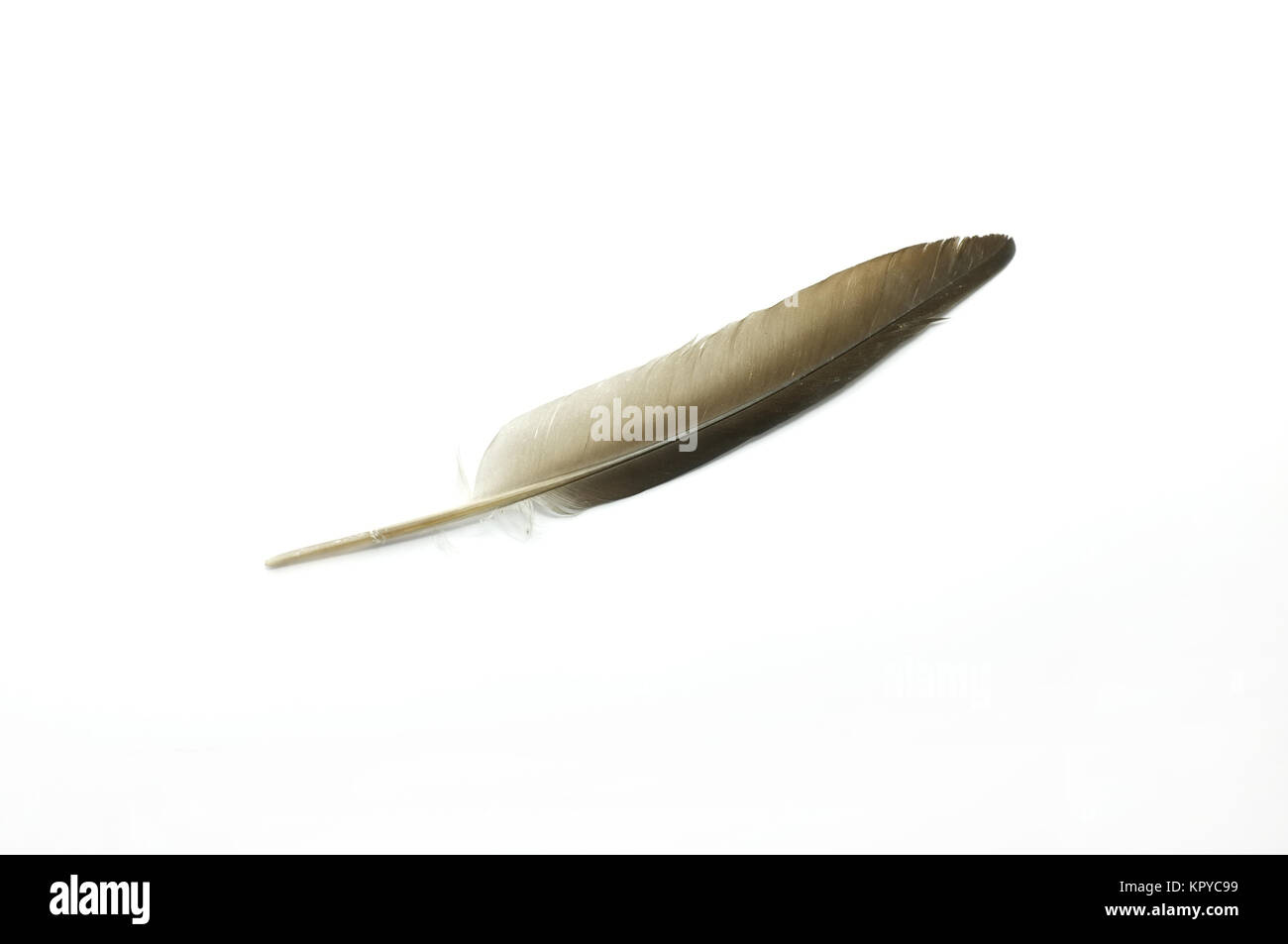 Feather on white background Stock Photo - Alamy