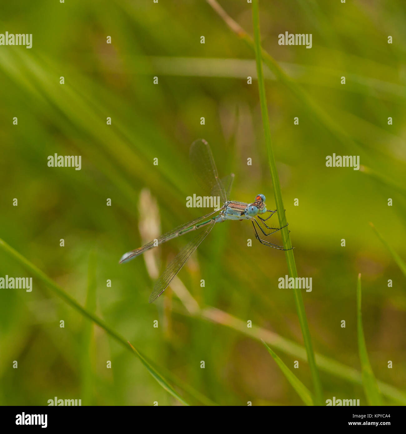 Blue Damselfly on Grass Stock Photo - Alamy