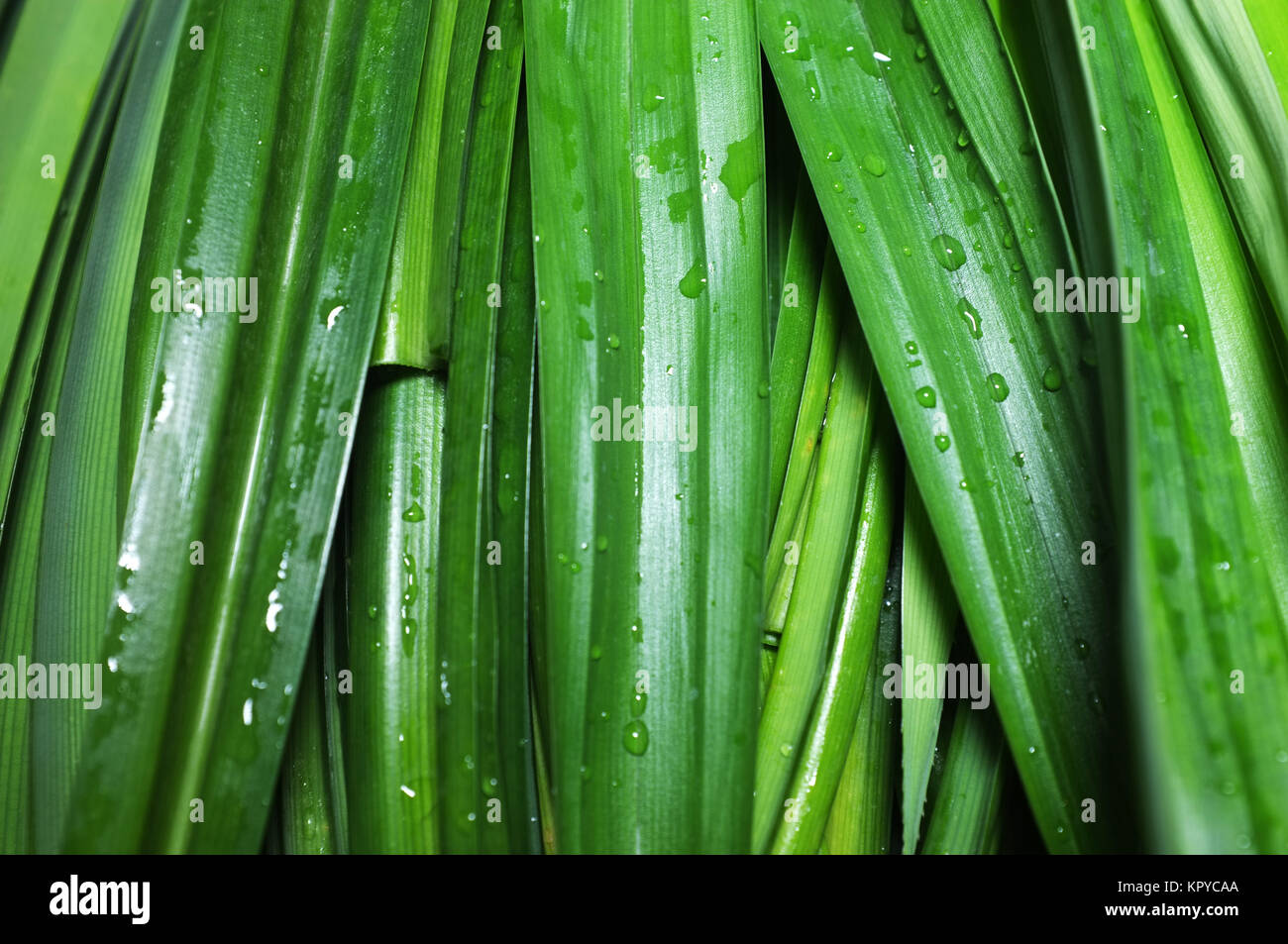 Green fresh pandan leaves Stock Photo Alamy