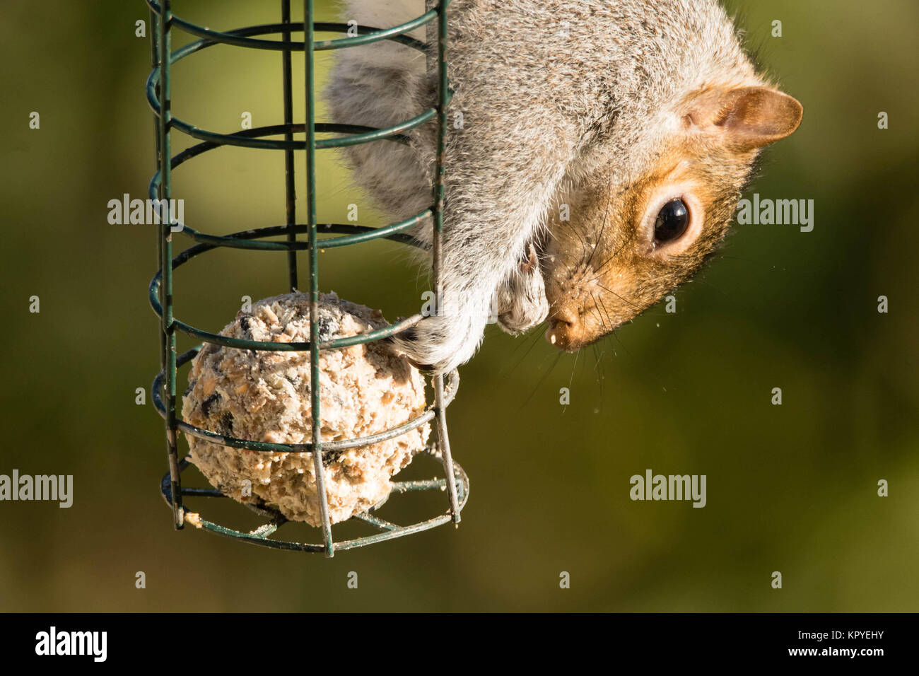 Eastern gray squirrel (Sciurus carolinensis) eating on bird feeder. Rodent in the family Sciuridae feeding on fat ball Stock Photo