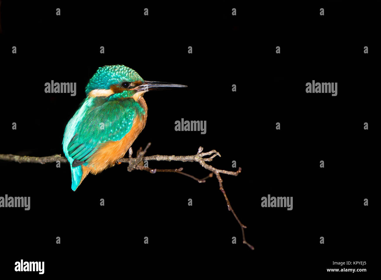 Kingfisher (Alcedo atthis) perched at night. Common kingfisher in the family Alcedinidae at rest on tree on river bank, in profile Stock Photo