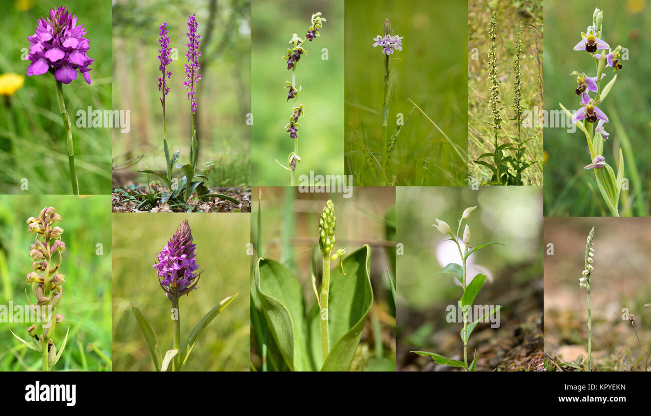 Selection of British orchids. Wildflowers in the family Orchidaceae native to the UK Stock Photo