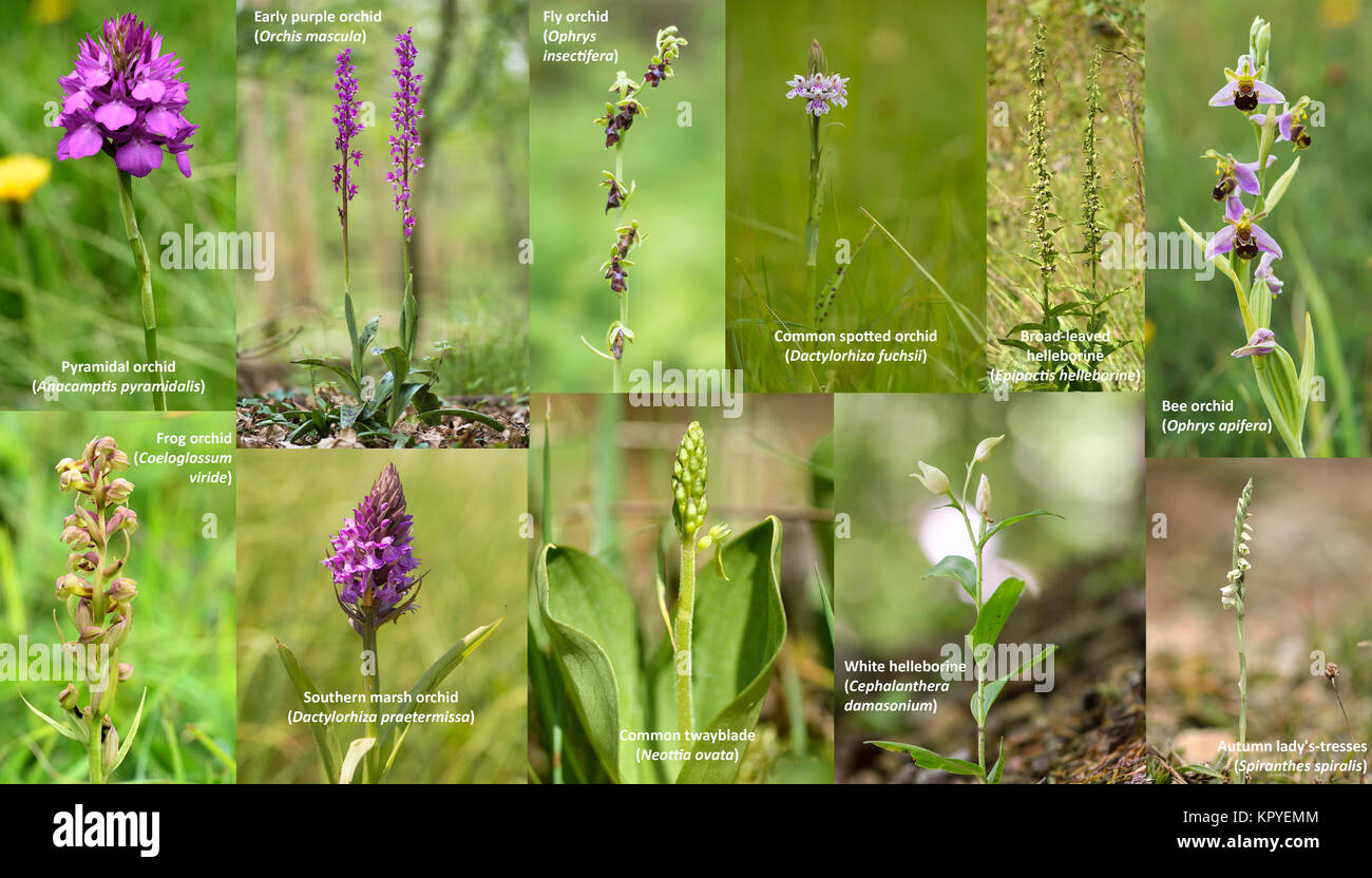 Selection of British orchids. Wildflowers in the family Orchidaceae native to the UK Stock Photo