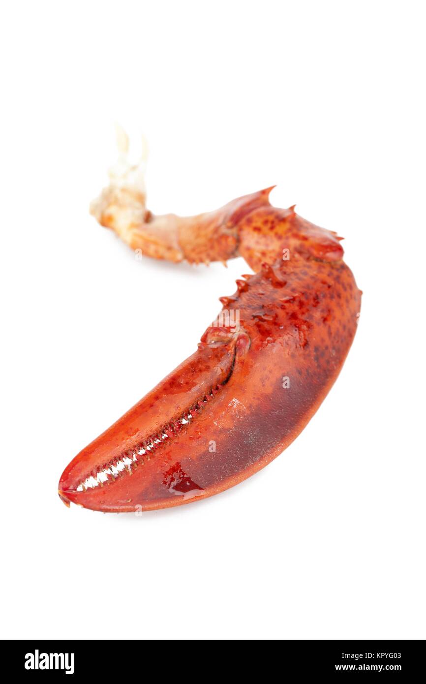 lobster claw Stock Photo