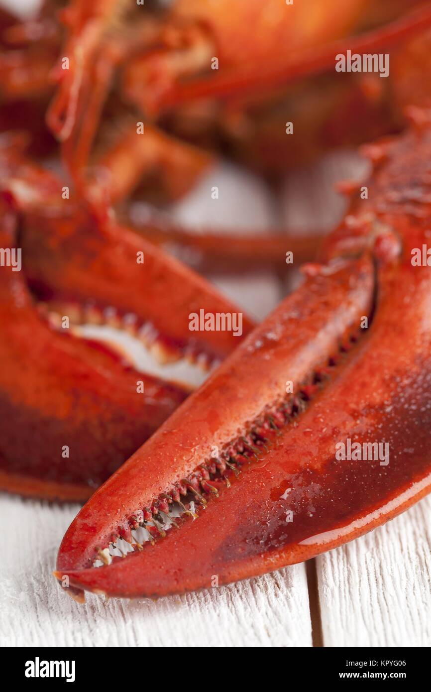 lobster crusher claw Stock Photo Alamy