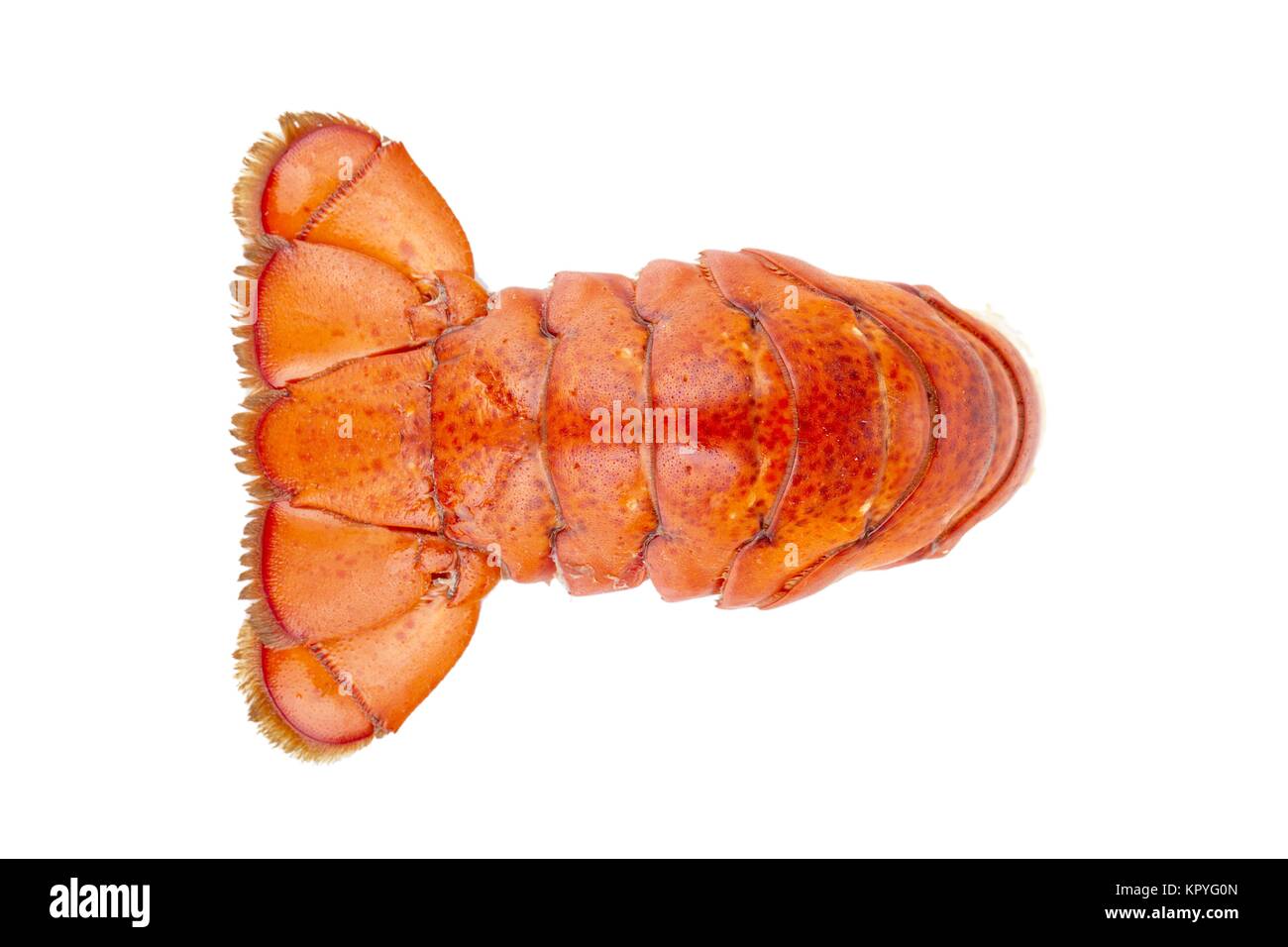 Crayfish tail Cut Out Stock Images & Pictures Alamy