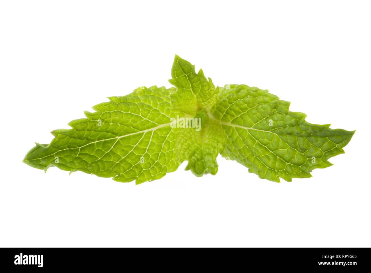 mint leaf Stock Photo