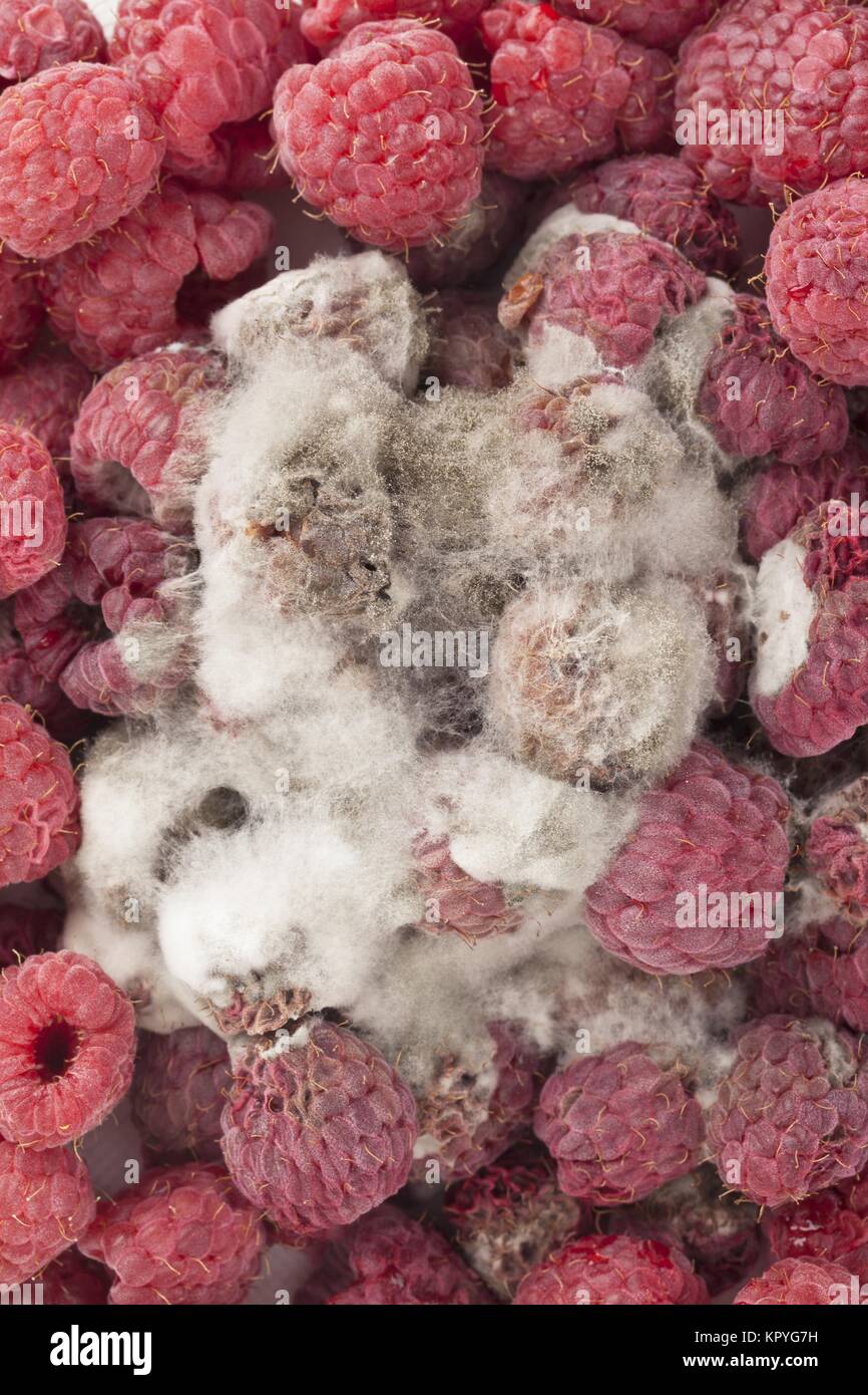 Mold on raspberries hires stock photography and images Alamy