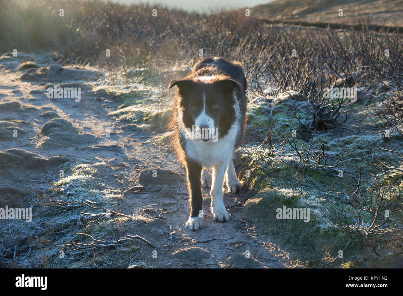 Border Collie on a frosty path in the hills of the Peak District on a