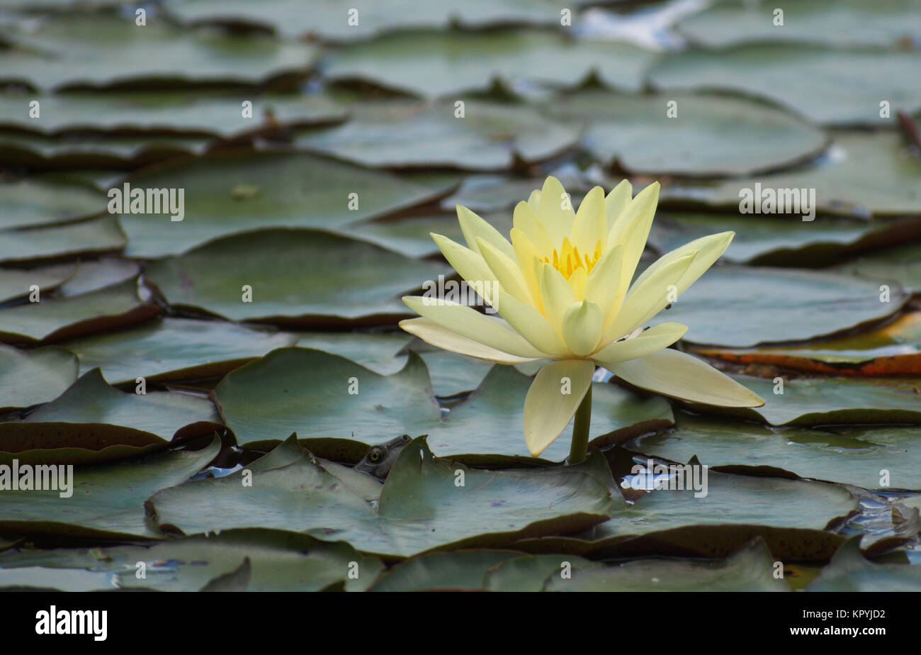 A Water Lily / Lotus flower in Queensland. Australia Stock Photo Alamy