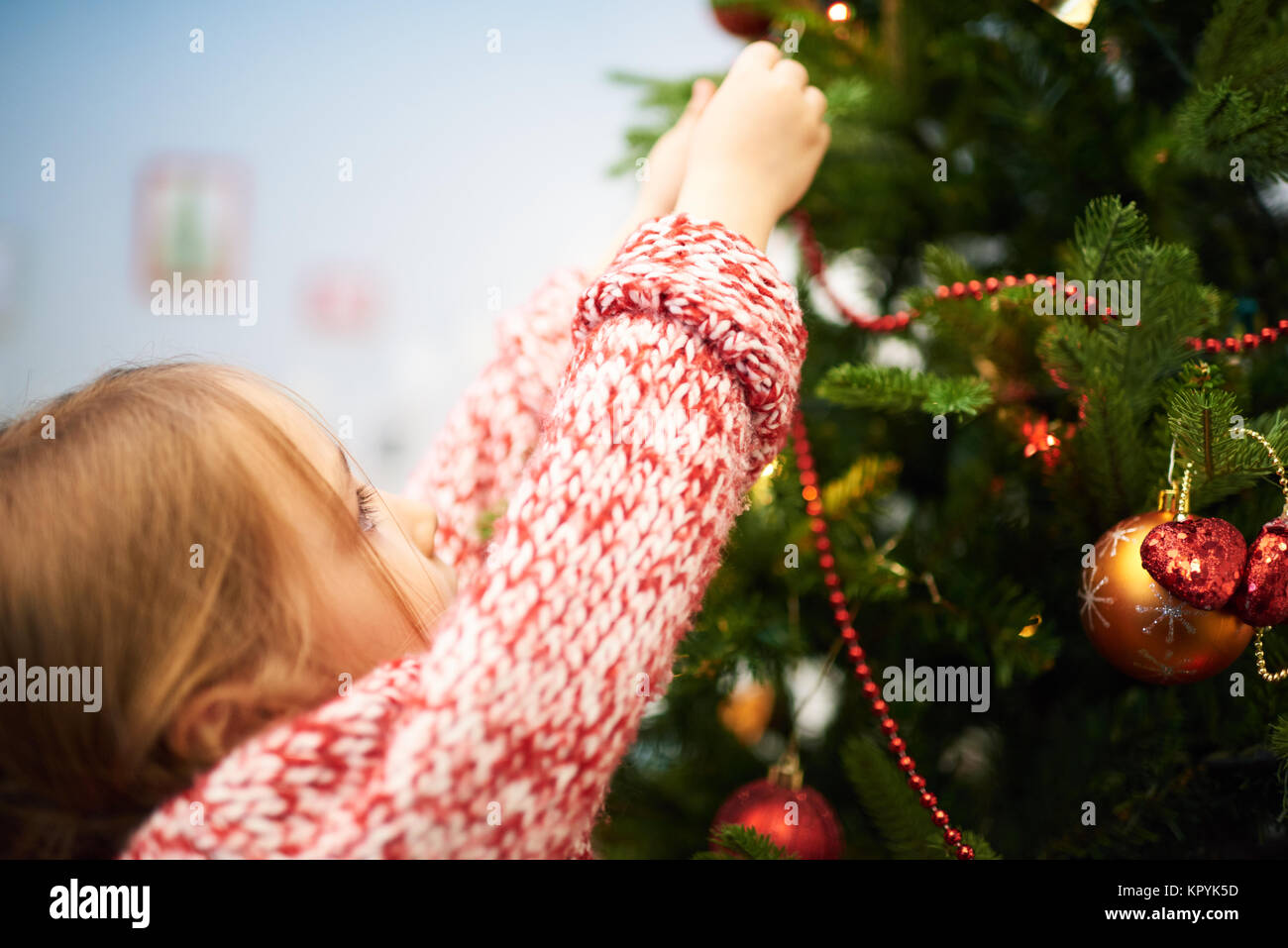 Decorating Bushy Christmas Tree Stock Photo Alamy