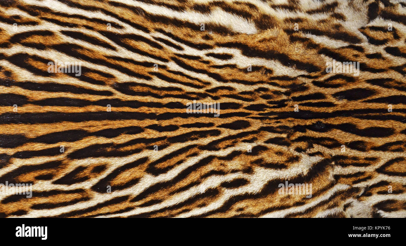 closeup of ocelot fur coat texture Stock Photo