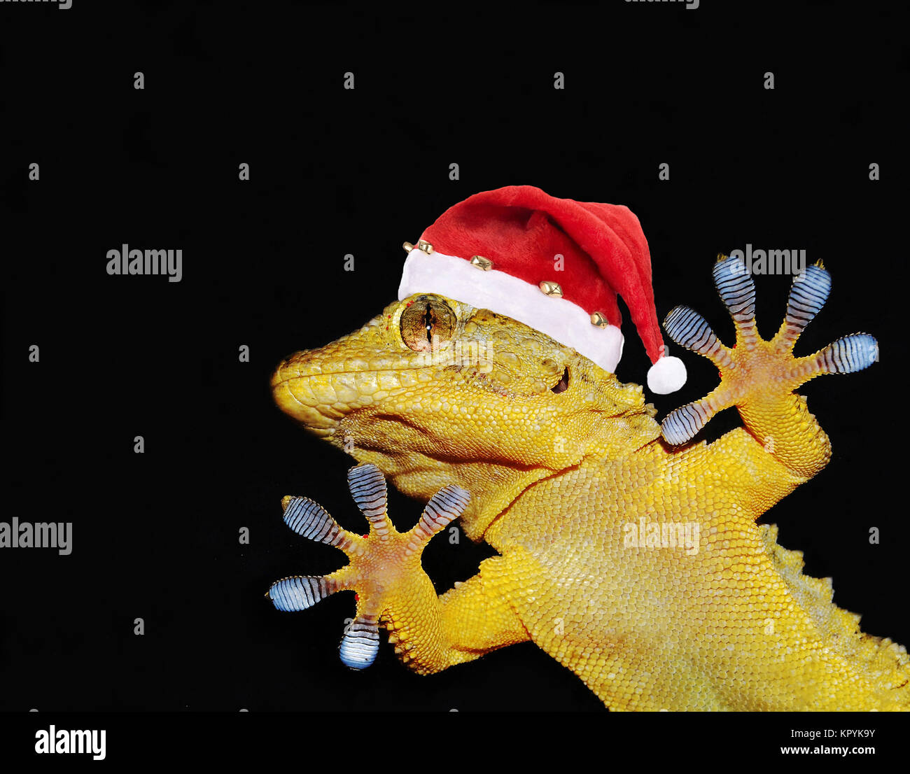 gecko with santa claus hat that greets everyone for christmas Stock Photo