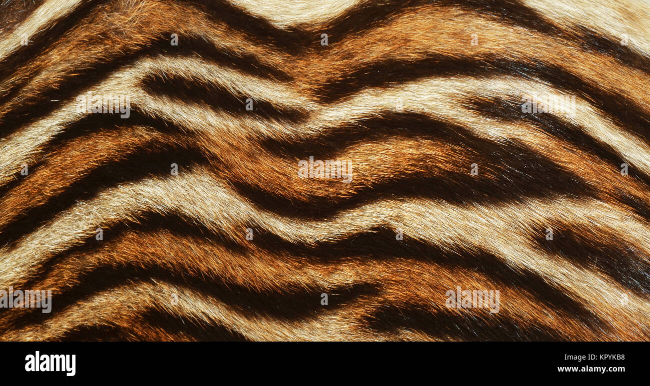 tiger skin background Stock Photo