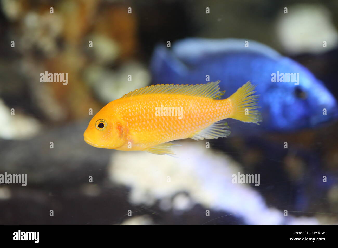 lemon yellow lab (Labidochromis caeruleus) in  Lake Malawi , East Africa Stock Photo