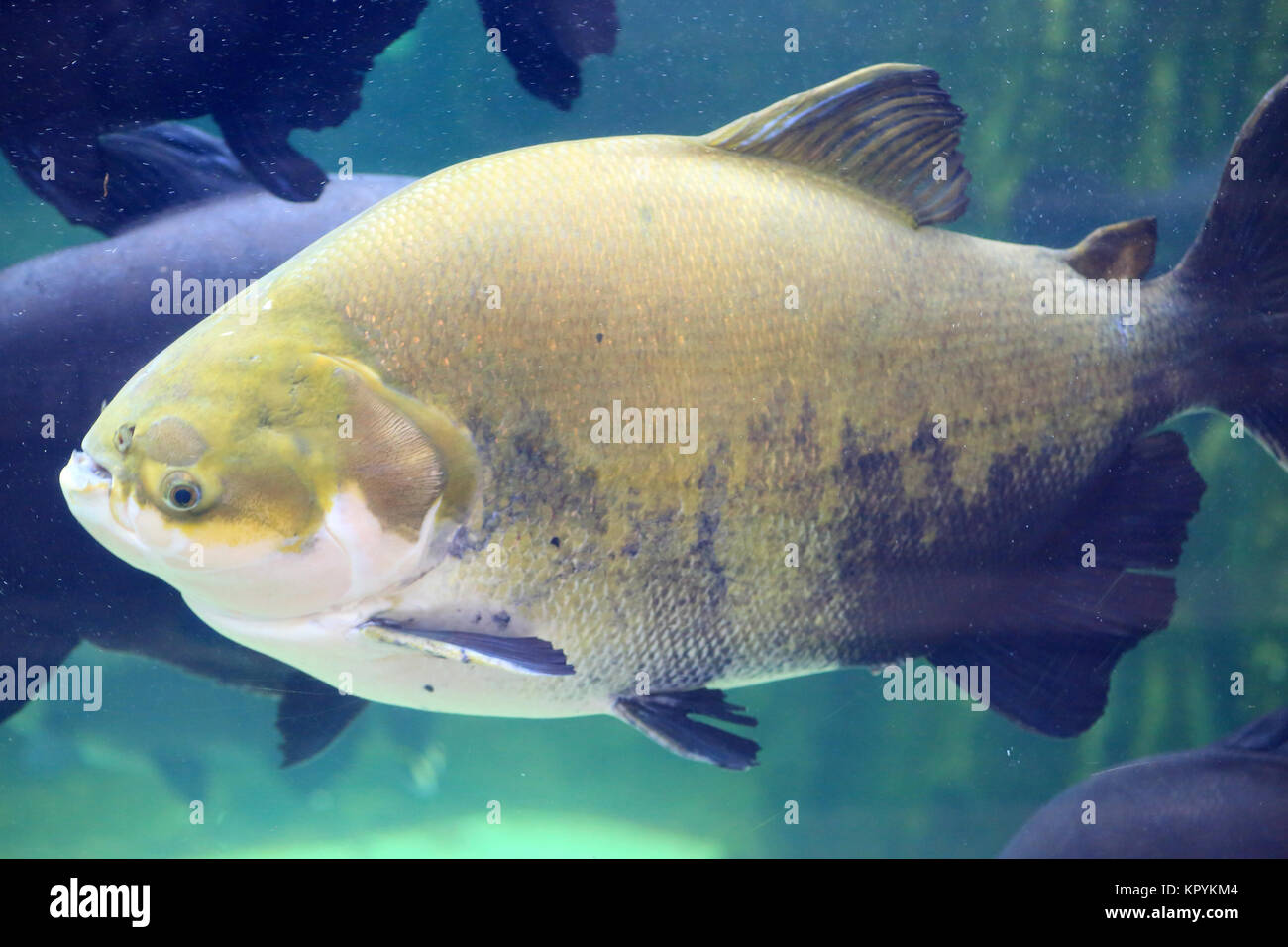 Redbellied pacu (Piaractus brachypomum) in South America Stock Photo