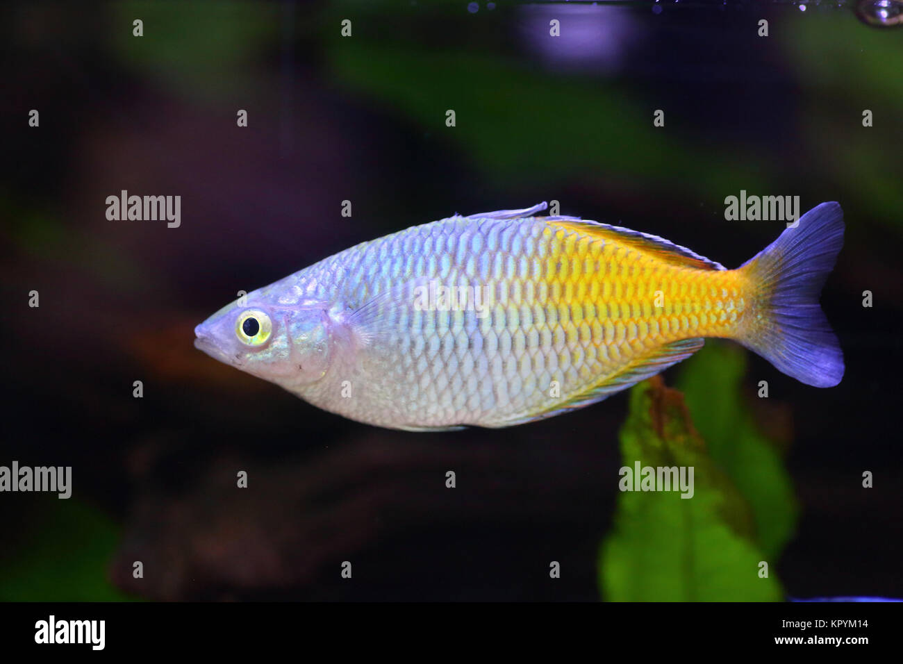 Beseman's rainbowfish (Melanotaenia boesemani) in Papua New Guinea