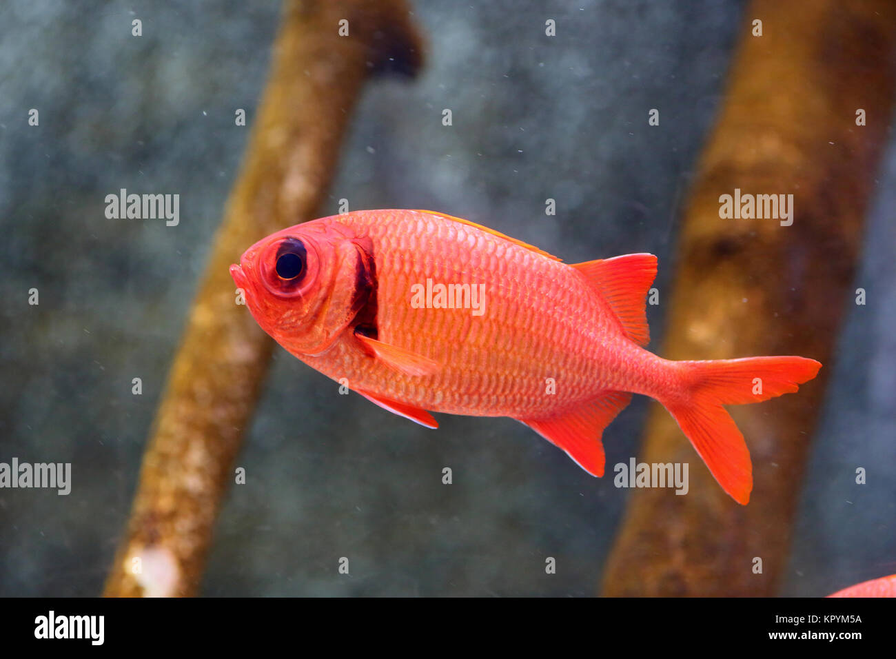 Big-eyed soldierfish (Myripristis berndti) in Japan Stock Photo