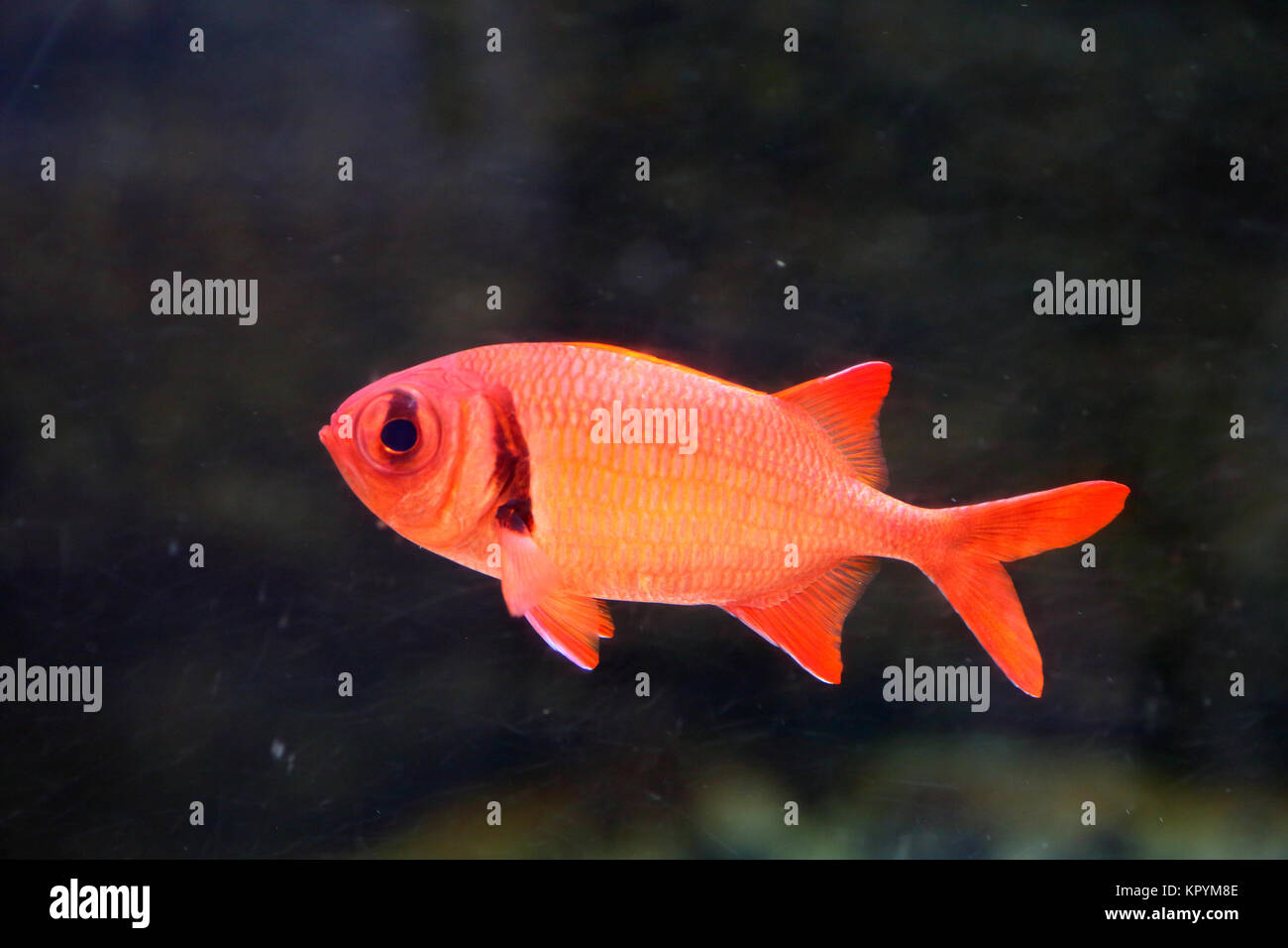 Big-eyed soldierfish (Myripristis berndti) in Japan Stock Photo