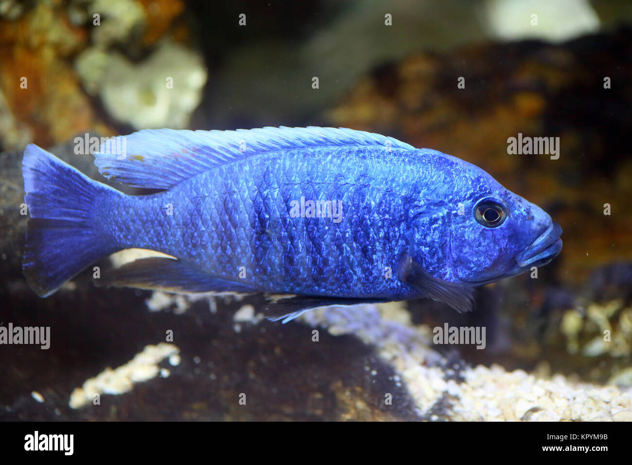 Electric Blue Hap Cichlid (Sciaenochromis fryeri) Stock Photo
