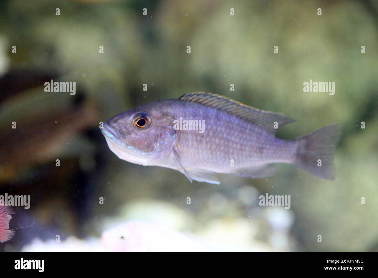 Electric Blue Hap Cichlid (Sciaenochromis fryeri Stock Photo Alamy