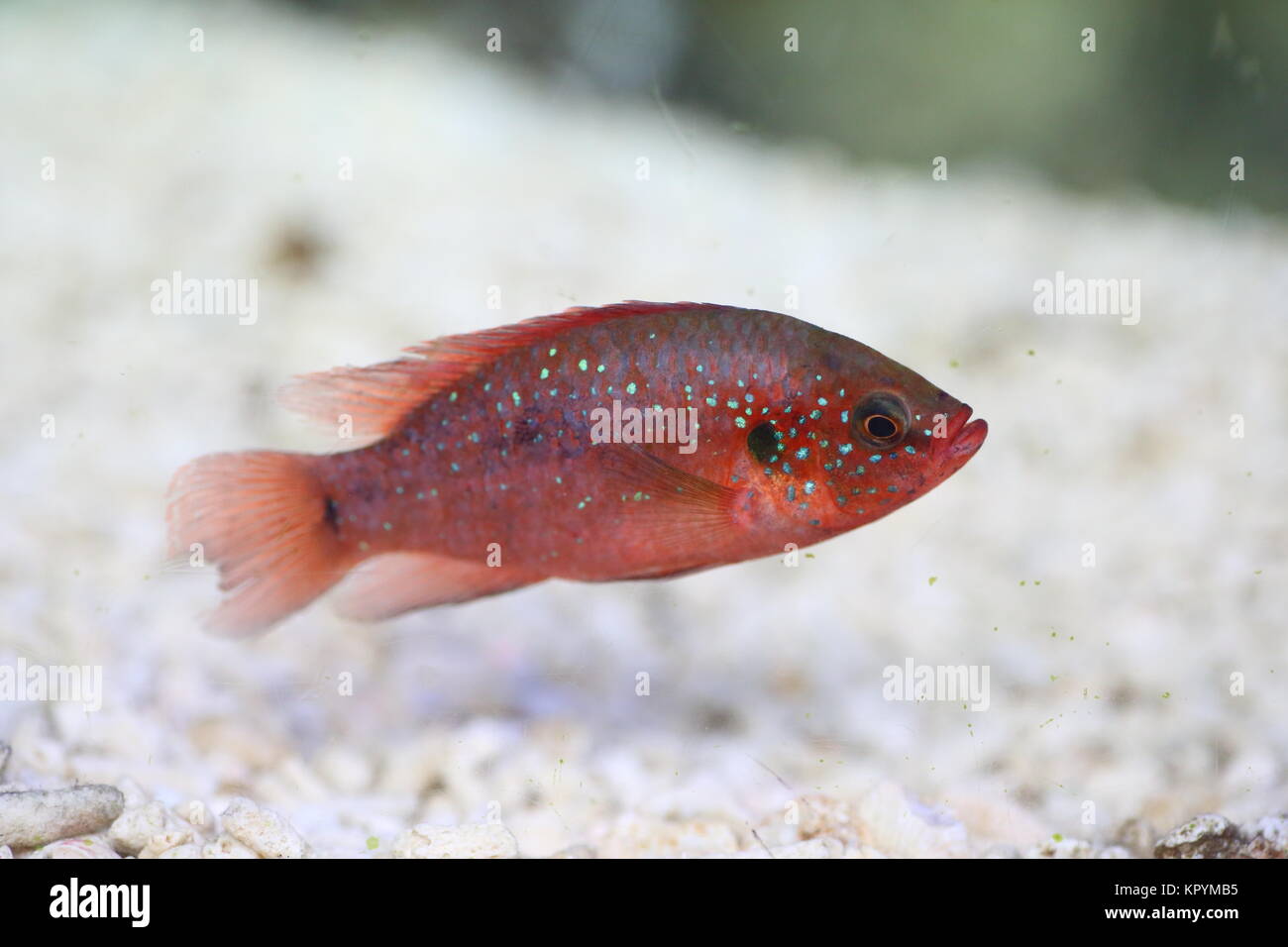 African jewelfish or jewel cichlid  (Hemichromis bimaculatus) Stock Photo