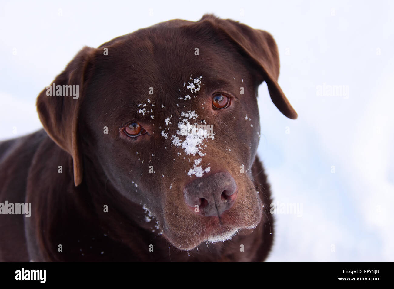 Chocolate lab outside in winter with snow on her face. Stock Photo
