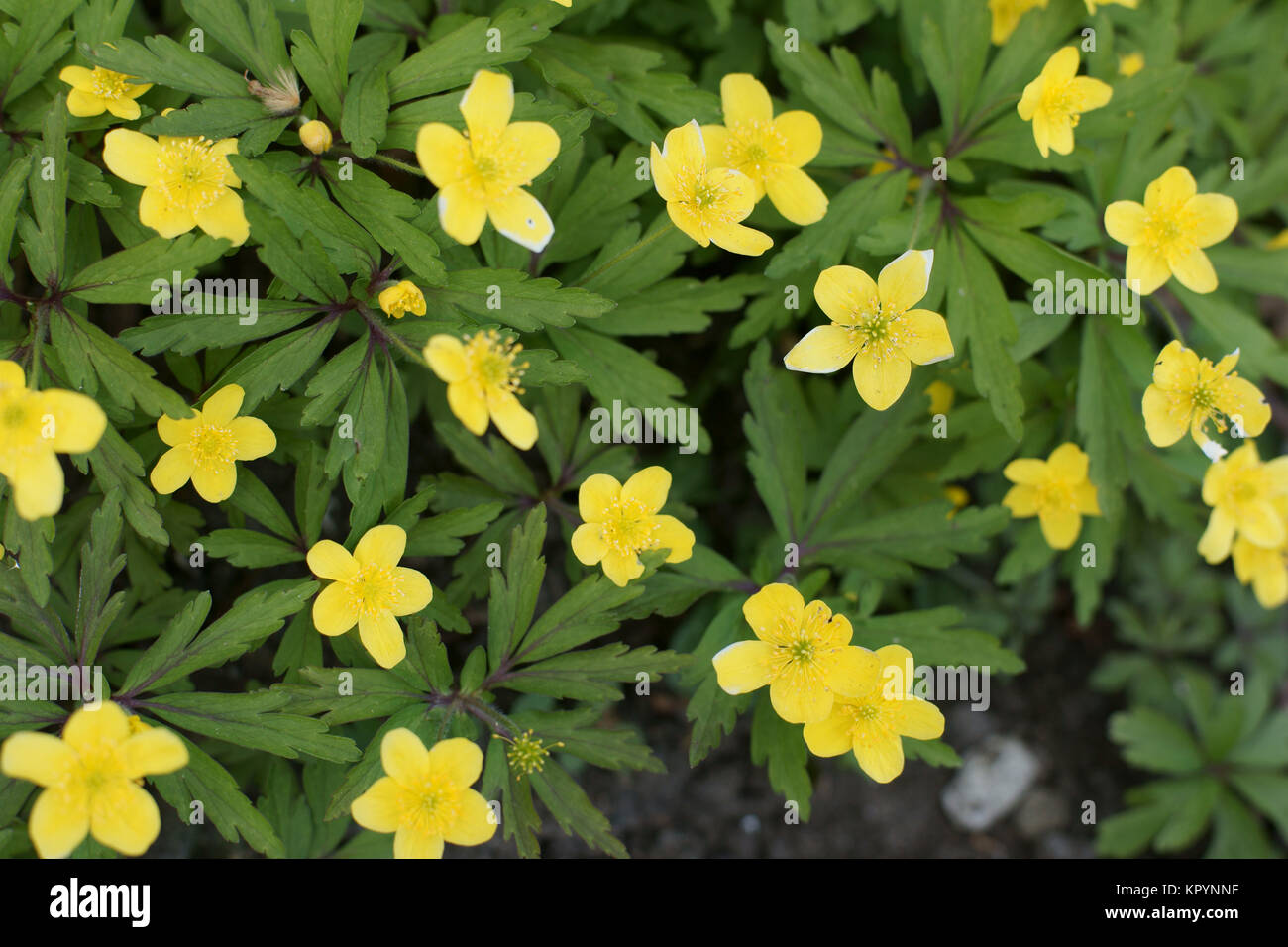 Ranunculoides High Resolution Stock Photography and Images - Alamy