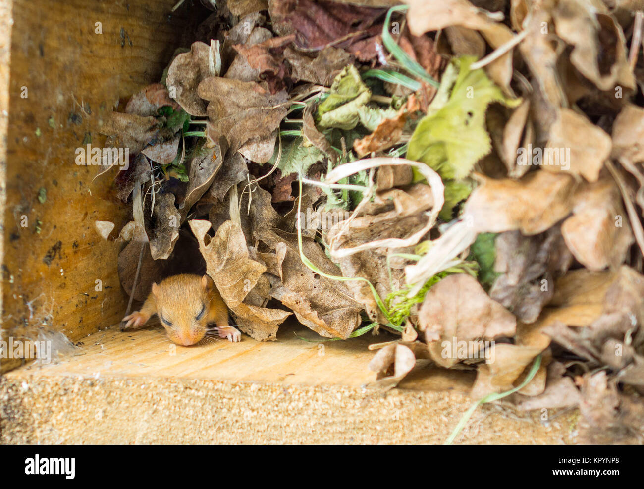 Imature Dormouse (Muscardinus avellanarius) eyes closed emerging from nest. Moitoring being carried out by licence holder Stock Photo