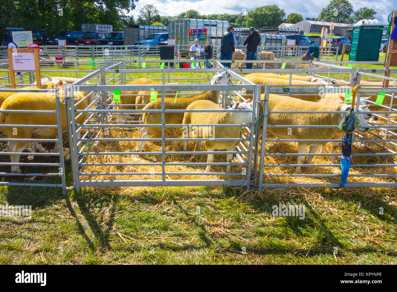 Texel sheep originally bred in the Netherlands but now popular in many countries for it's lean meat. Kington Agricultural Show Herefordshire UK 2017 Stock Photo