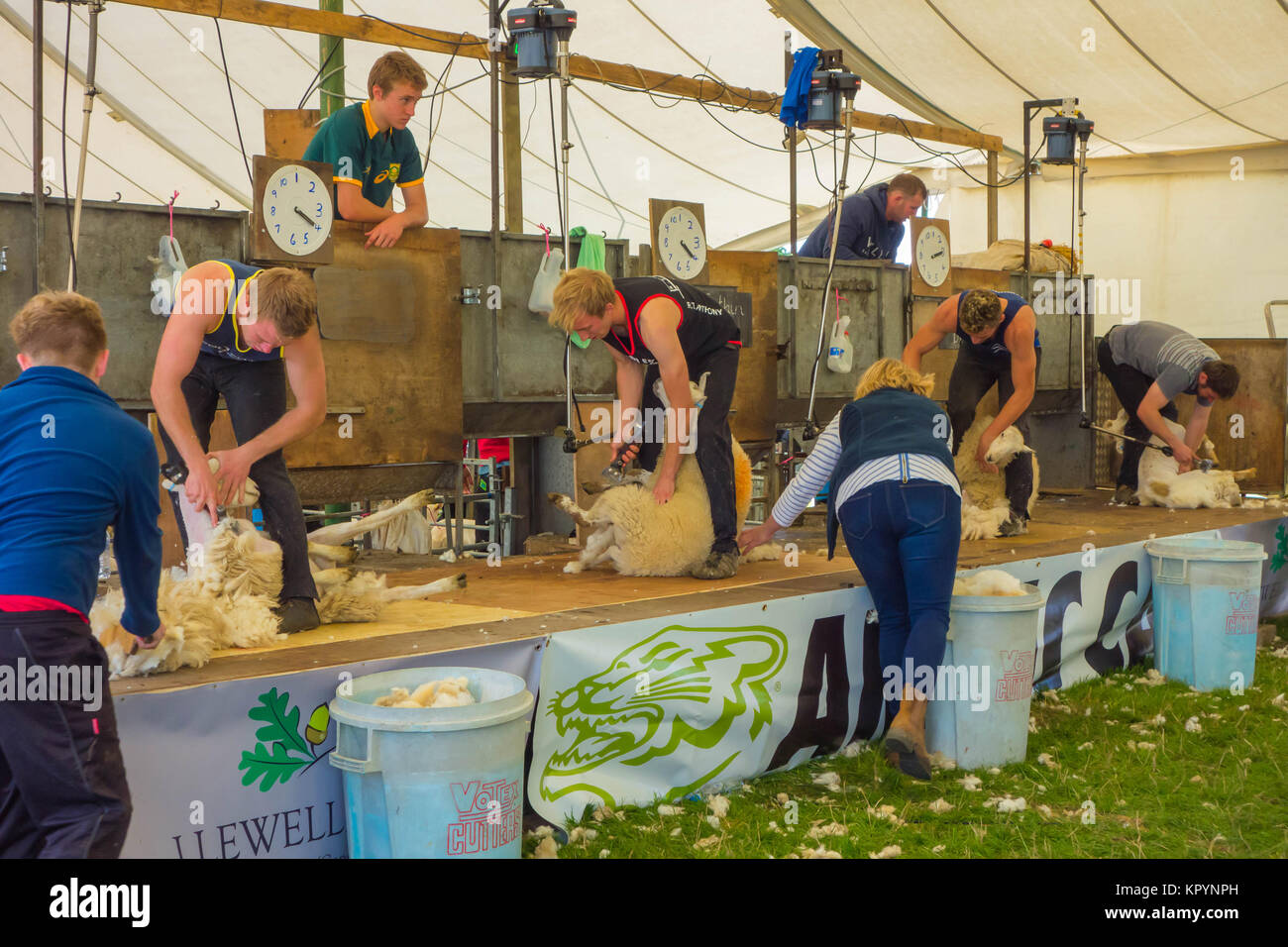 Young farmers sheep shearing Kington Agricultural Show Herefordshire UK 2017 Stock Photo