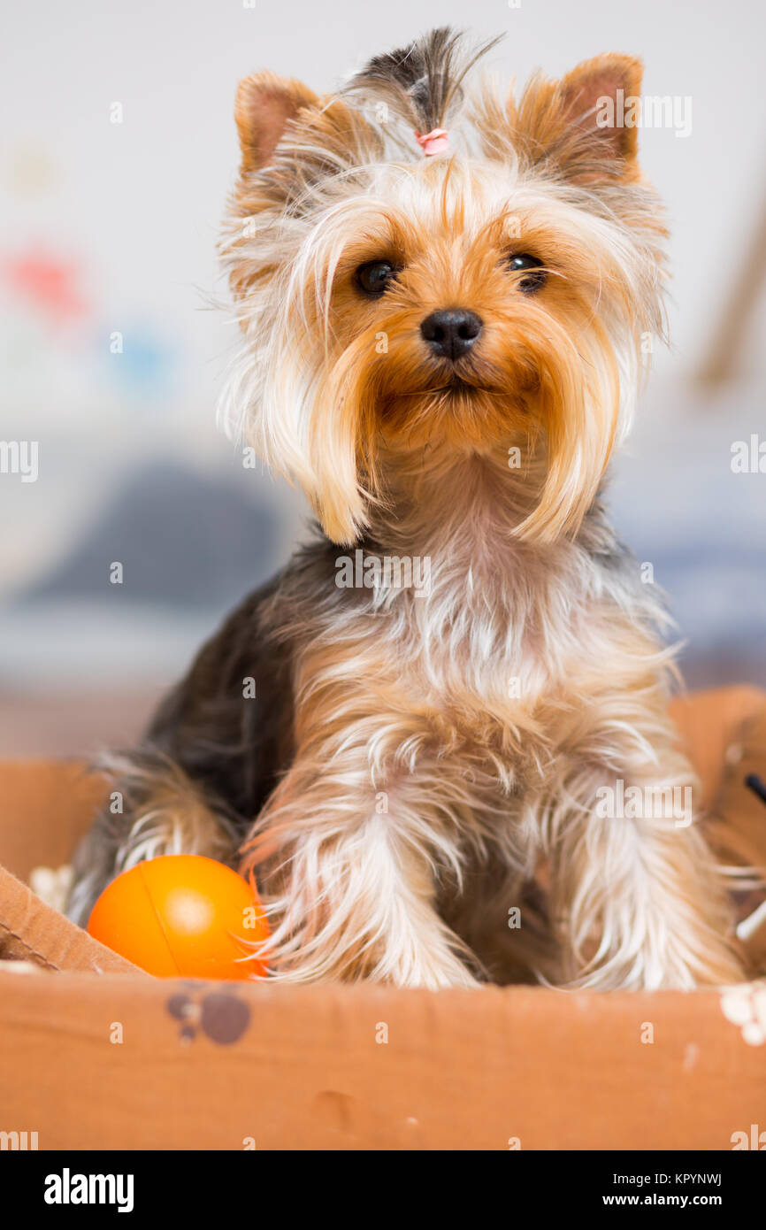 Image result for silky terrier scrunchie