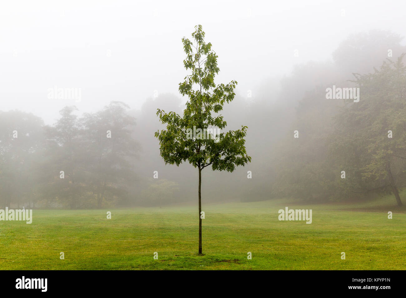 Lonely tree in the forest in the fog Stock Photo