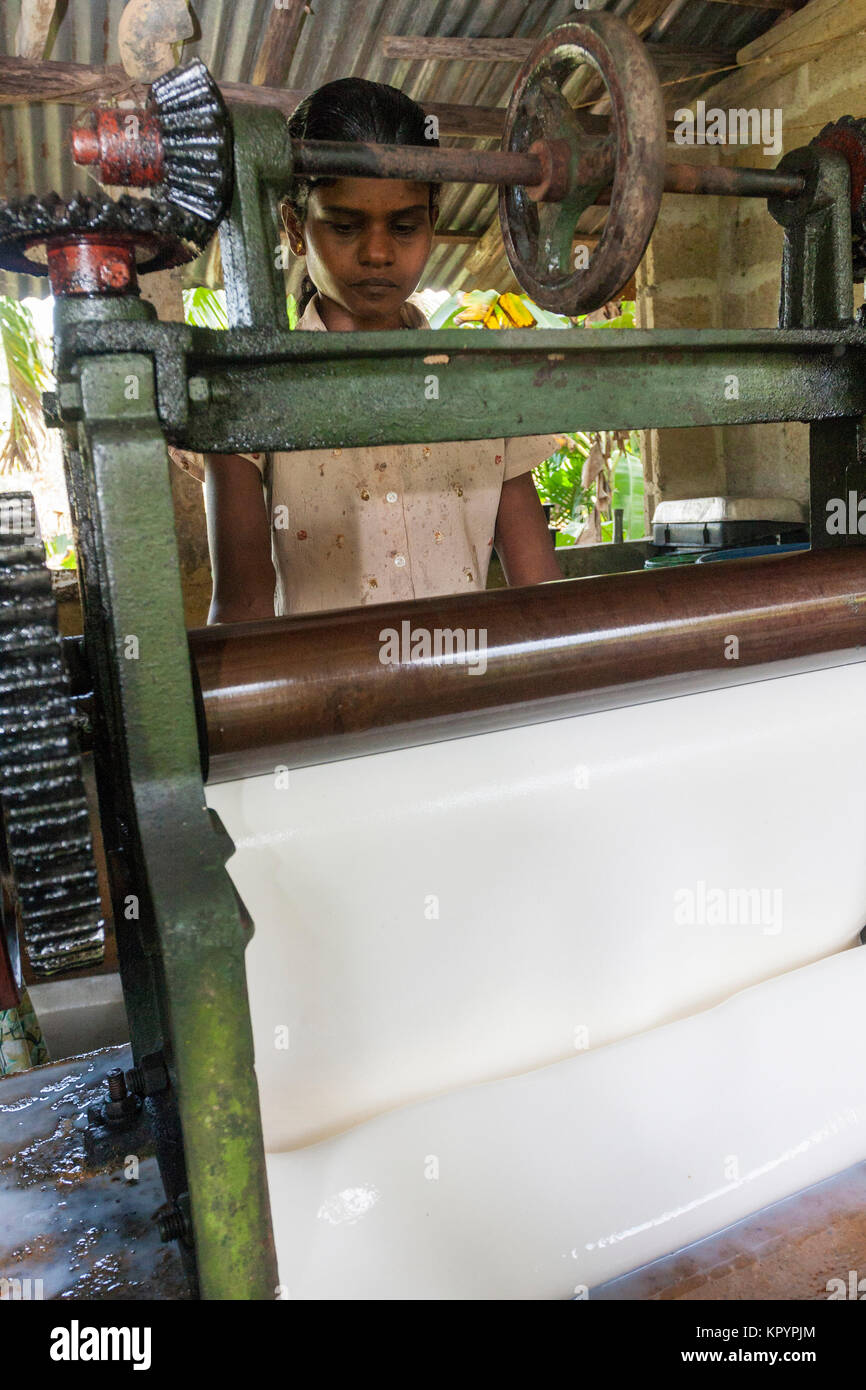 Rubber plantation in Sri Lanka Stock Photo Alamy