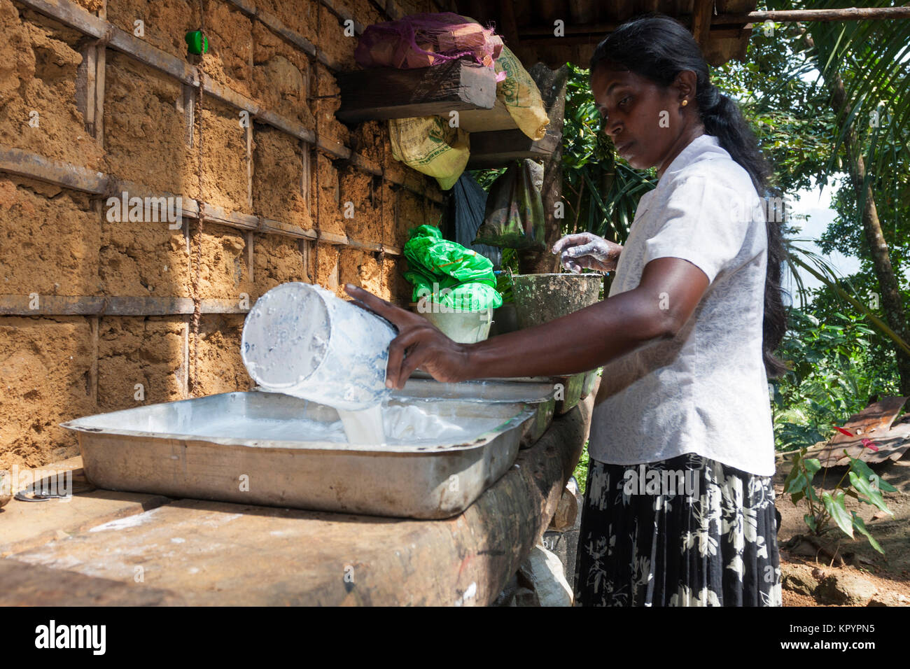 Rubber plantation in Sri Lanka Stock Photo Alamy