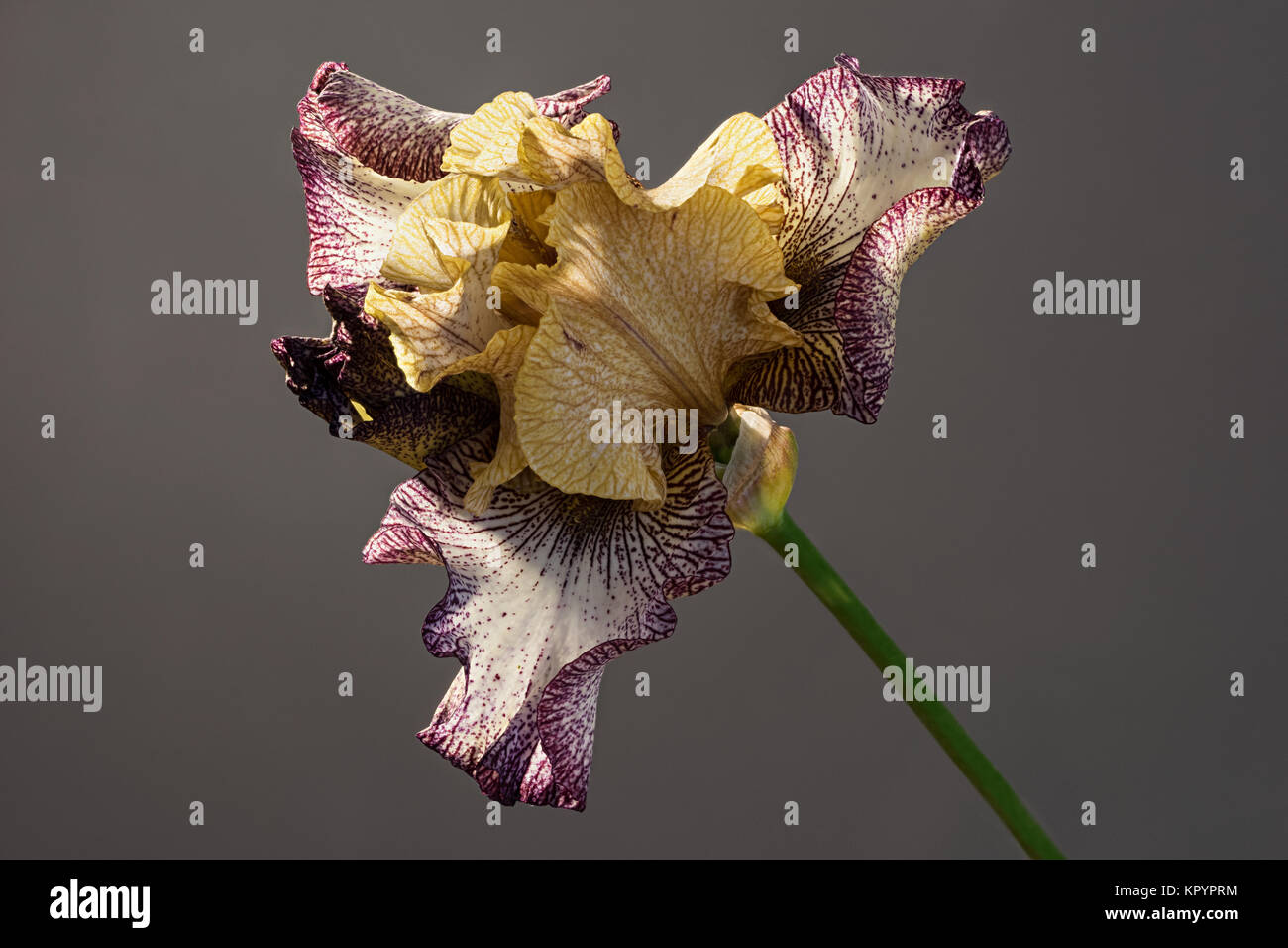 Tennessee woman bloom blooming. Beautiful spring flower open petal. Brown and white with purple