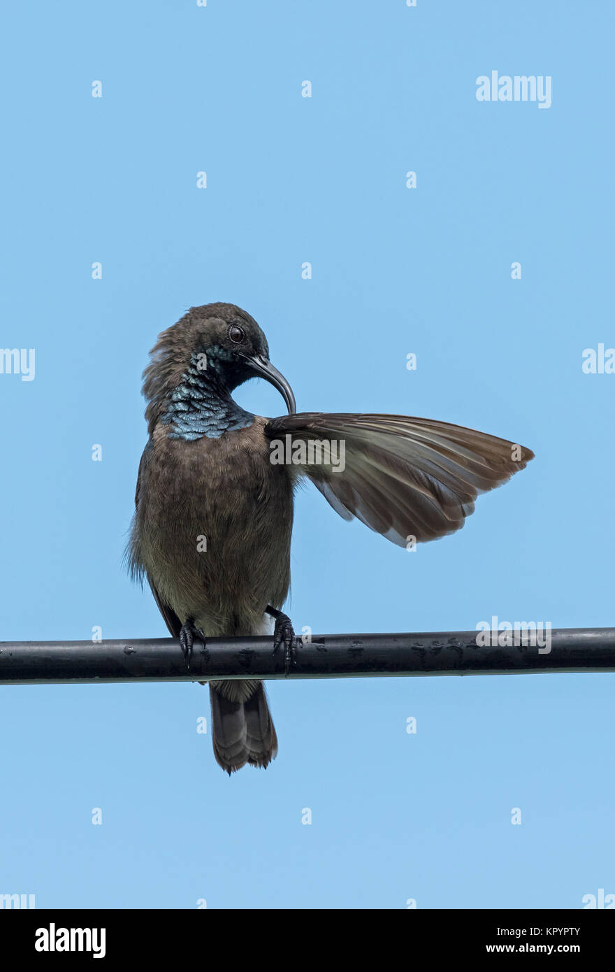 Seychelles Sunbird (Cinnyris dussumieri) male Stock Photo