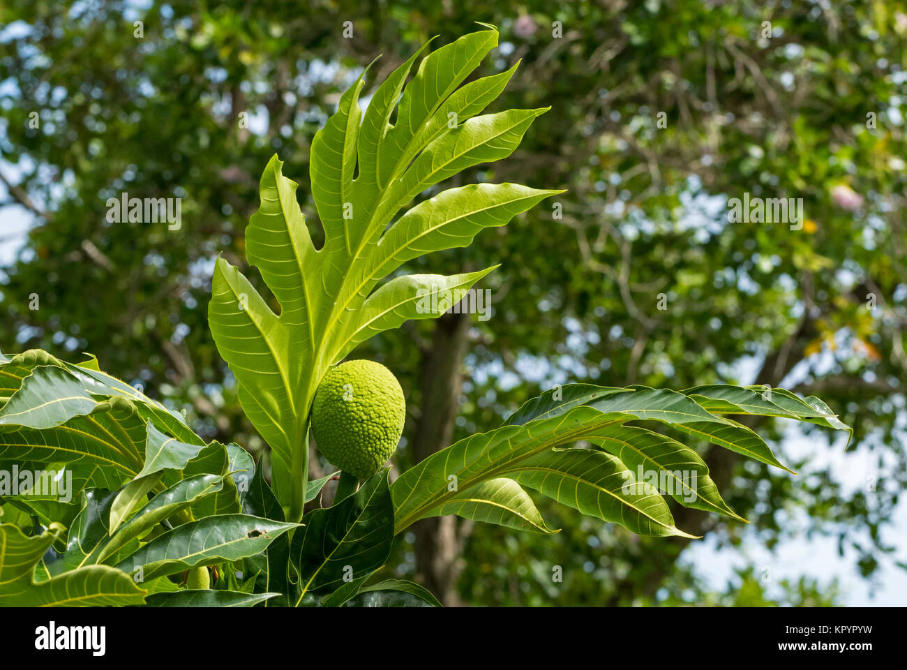 Breadfruit (Artocarpus altilis), Moraceae Stock Photo