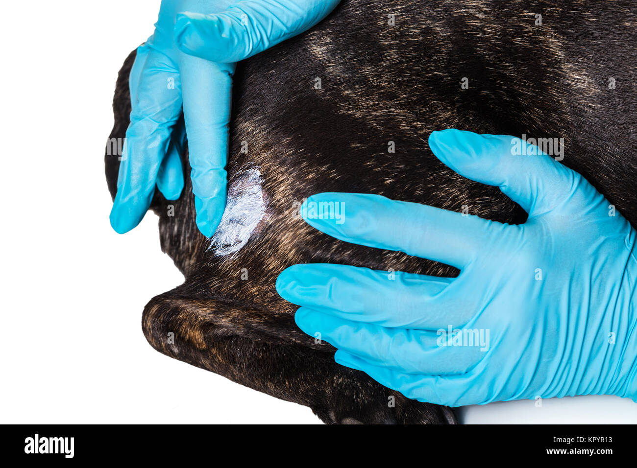 veterinarian treats skin disease of a dog French bulldog Stock Photo